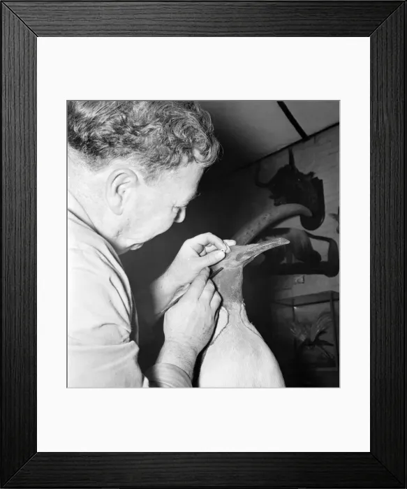 Framed Print : Taxidermist Workshop. January 1960 A715-002 Framed Print : Taxidermist Workshop. January 1960 A715-002