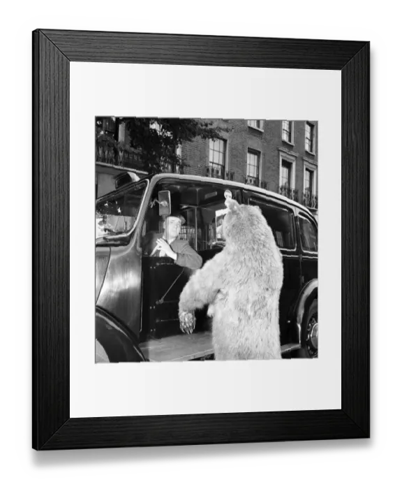 Framed Print : Taxi and the taxidermist: A stuffed grizzly bear attempts to flag down a London Taxi Framed Print : Taxi and the taxidermist: A stuffed grizzly bear attempts to flag down a London Taxi
