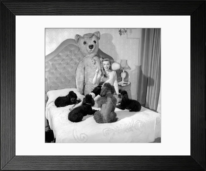 Framed Print : Actress Yana seen here with her pet poodles and a giant teddy bear. March 1959 A773 Framed Print : Actress Yana seen here with her pet poodles and a giant teddy bear. March 1959 A773