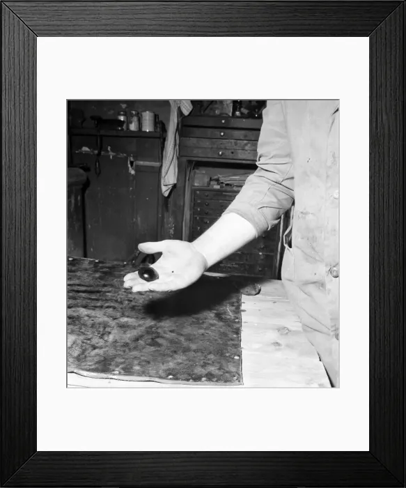 Framed Print : Taxidermist Workshop. January 1960 A715-019 Framed Print : Taxidermist Workshop. January 1960 A715-019