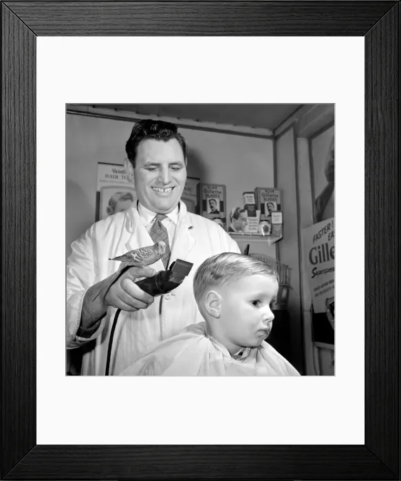 Framed Print : Barber Shop Humour: Mr. Jim Reid with Billy the Budgie seen here at the barber shop Framed Print : Barber Shop Humour: Mr. Jim Reid with Billy the Budgie seen here at the barber shop