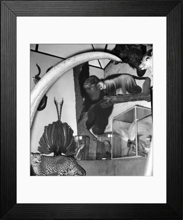 Framed Print : Taxidermist Workshop. January 1960 A715-014
