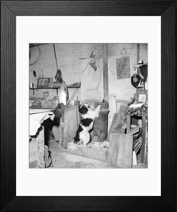 Framed Print : Taxidermist Workshop. January 1960 A715-004 Framed Print : Taxidermist Workshop. January 1960 A715-004