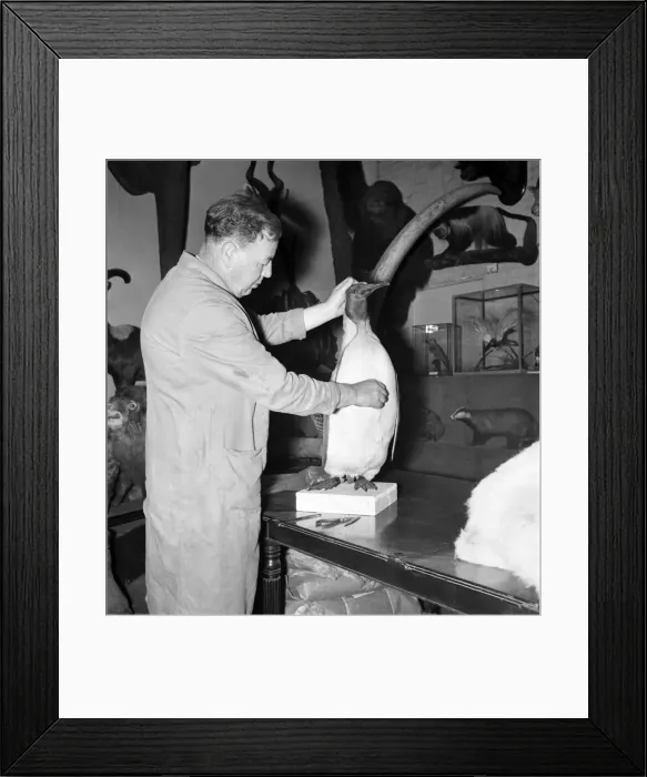 Framed Print : Taxidermist Workshop. January 1960 A715-018 Framed Print : Taxidermist Workshop. January 1960 A715-018