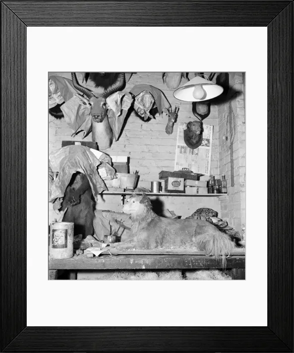 Framed Print : Taxidermist Workshop. January 1960 A715-016 Framed Print : Taxidermist Workshop. January 1960 A715-016