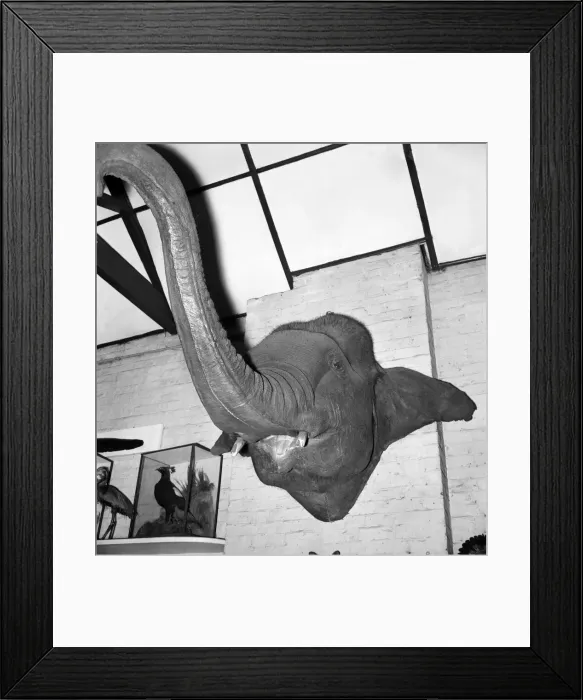 Framed Print : Taxidermist Workshop. January 1960 A715-010 Framed Print : Taxidermist Workshop. January 1960 A715-010