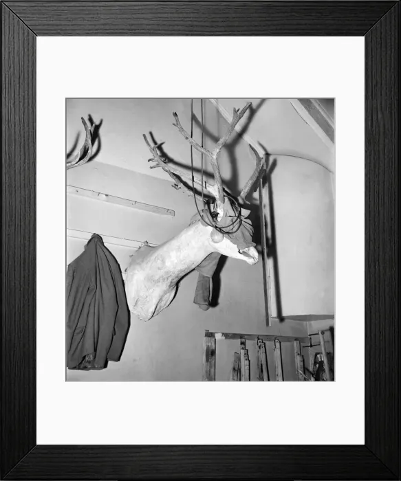 Framed Print : Taxidermist Workshop. January 1960 A715 Framed Print : Taxidermist Workshop. January 1960 A715