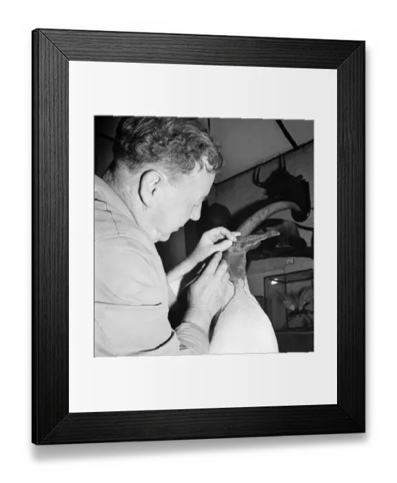 Framed Print : Taxidermist Workshop. January 1960 A715-003