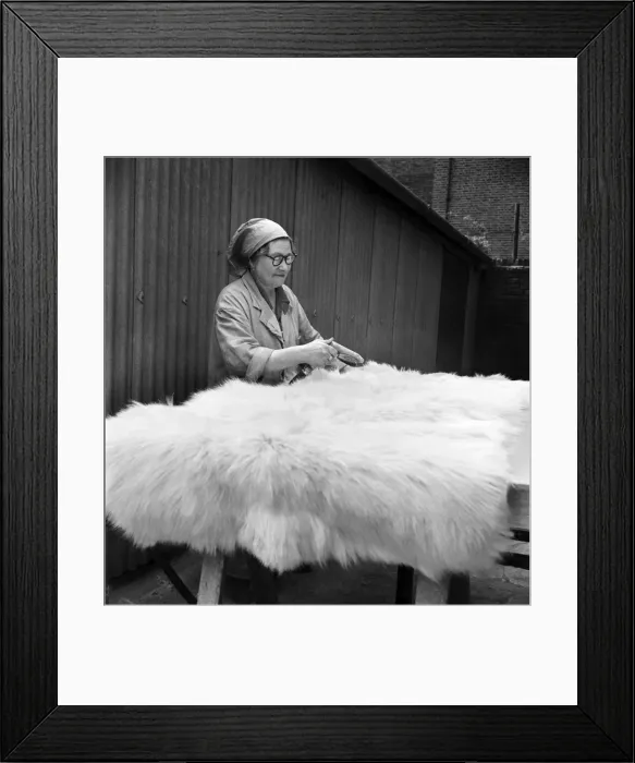 Framed Print : Taxidermist Workshop. January 1960 A715-021