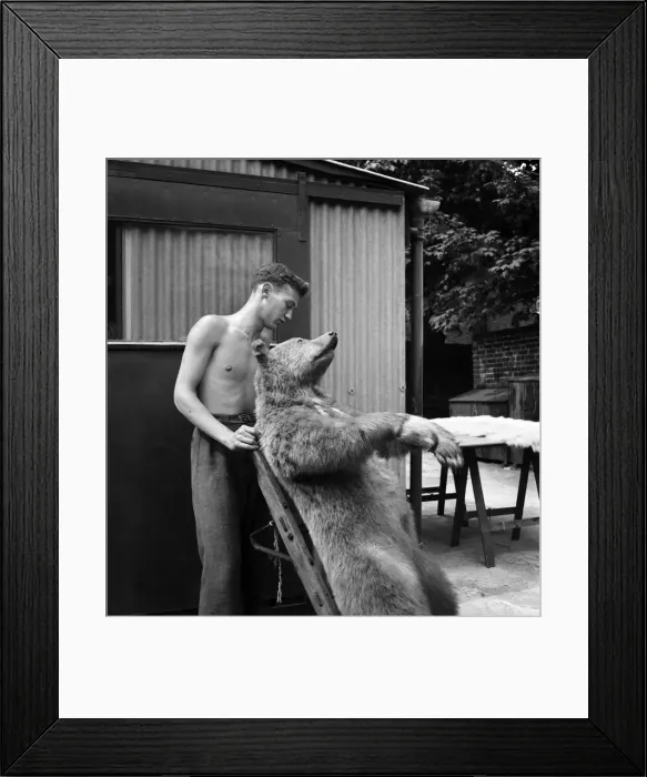 Framed Print : Taxidermist Workshop. January 1960 A715-020 Framed Print : Taxidermist Workshop. January 1960 A715-020