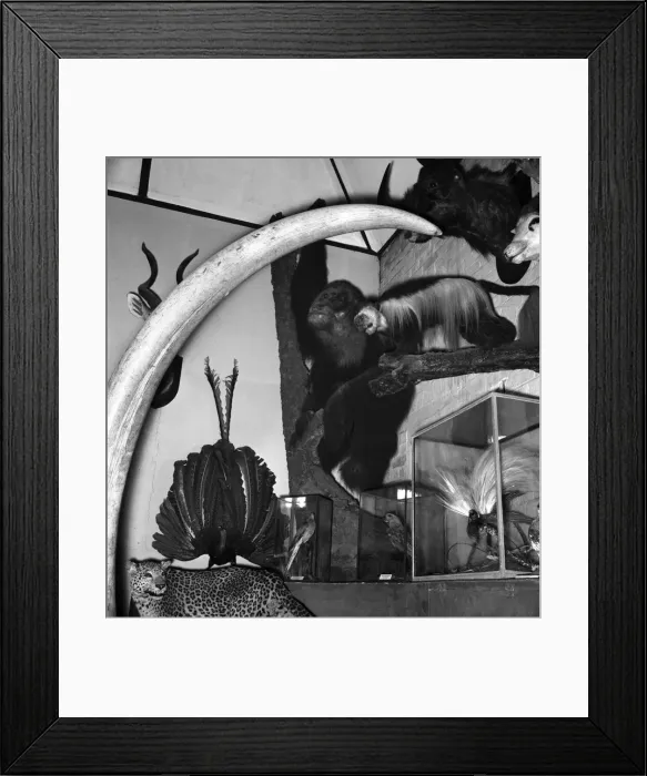 Framed Print : Taxidermist Workshop. January 1960 A715-017 Framed Print : Taxidermist Workshop. January 1960 A715-017