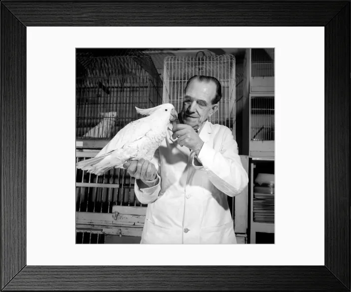 Framed Print : A cockatoo gets the beauty treatment at a Slough pet store. March 1958 A684a-003 Framed Print : A cockatoo gets the beauty treatment at a Slough pet store. March 1958 A684a-003