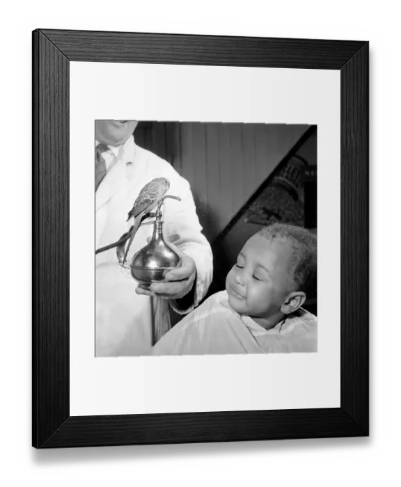 Framed Print : Barber Shop Humour: Mr. Jim Reid with Billy the Budgie seen here at the barber shop Framed Print : Barber Shop Humour: Mr. Jim Reid with Billy the Budgie seen here at the barber shop