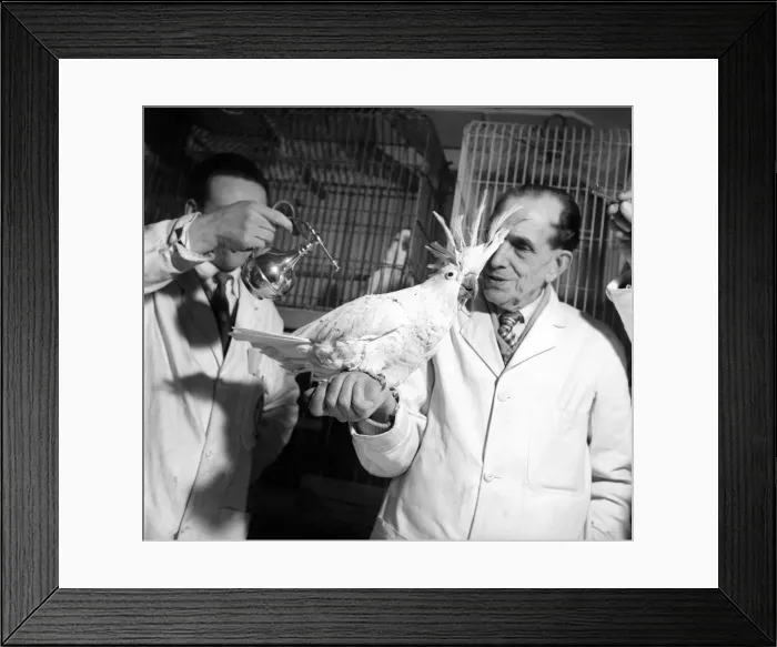 Framed Print : A cockatoo gets the beauty treatment at a Slough pet store. March 1958 A684a-001 Framed Print : A cockatoo gets the beauty treatment at a Slough pet store. March 1958 A684a-001