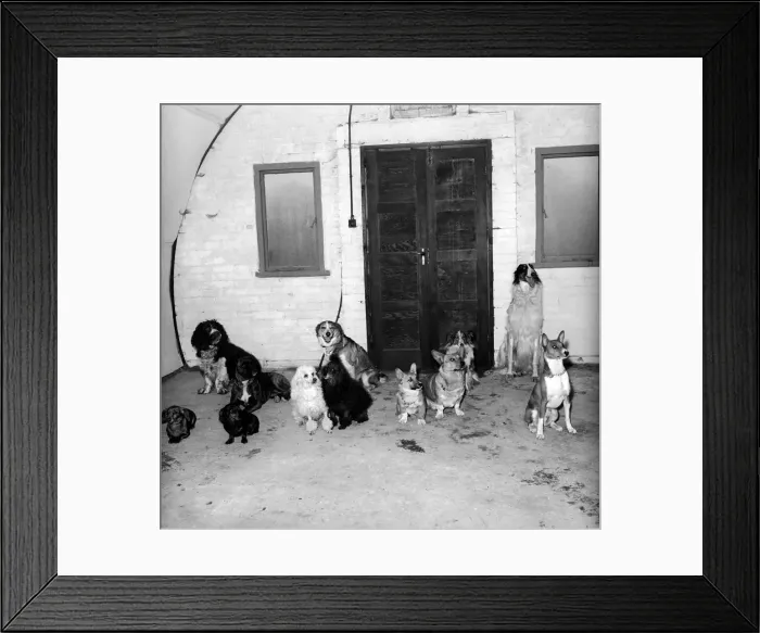 Framed Print : Dog trainer: Barbara: Woodhouse. April 1958 A677 Framed Print : Dog trainer: Barbara: Woodhouse. April 1958 A677