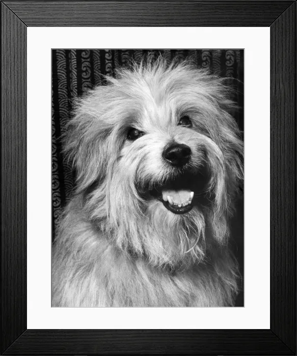 Framed Print : Buster owned by Mrs. F. J. Frankiss of 99, Saunton Road