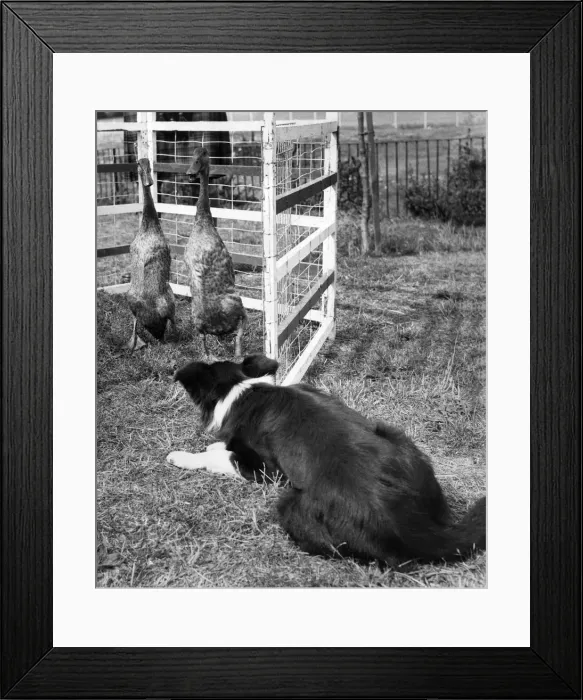 Framed Print : This border collie is seen here rounded up a pair of ducks as sheep are in short supply Framed Print : This border collie is seen here rounded up a pair of ducks as sheep are in short supply
