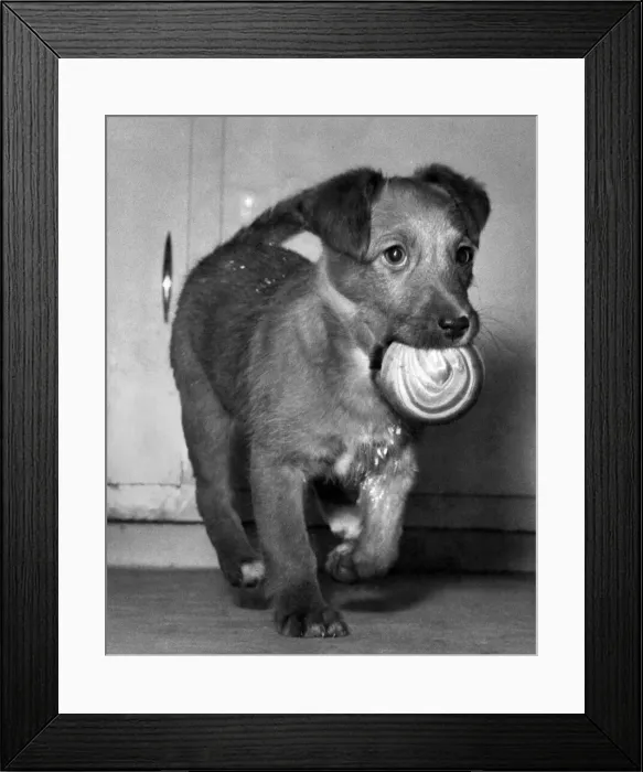 Framed Print : Bunty the pup playing with her ball. March 1963 P007291 Framed Print : Bunty the pup playing with her ball. March 1963 P007291