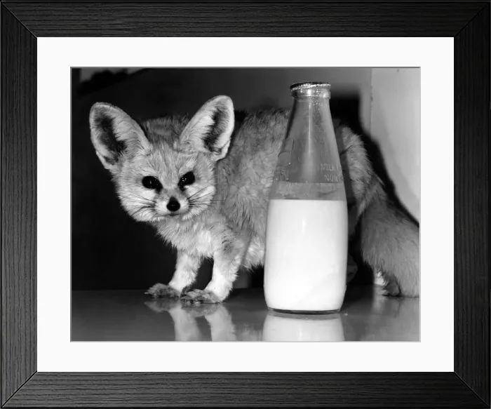 Framed Print : Little half pint thatIs what they call this Fennel Fox at the Flamingo Zoo at Western