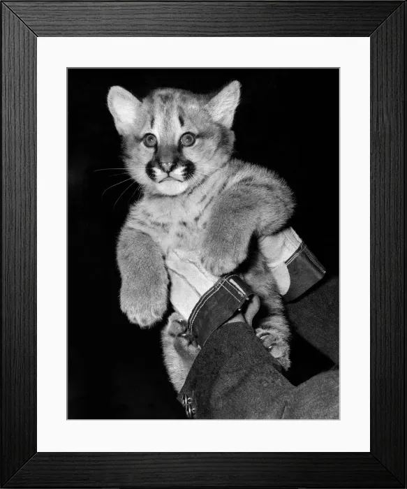 Framed Print : Baby Elsa On view at the London Zoo for the first time to-day is the female Puma cub Essa Framed Print : Baby Elsa On view at the London Zoo for the first time to-day is the female Puma cub Essa