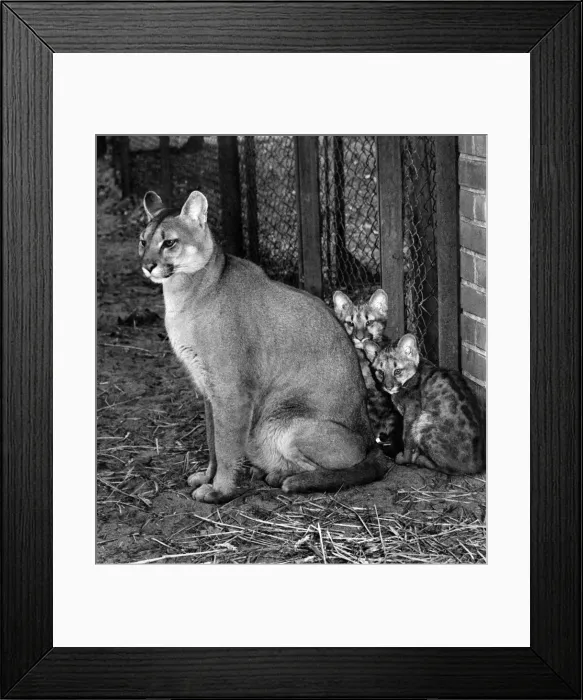 Framed Print : What could be nicer than to play in the sunshine with mother Framed Print : What could be nicer than to play in the sunshine with mother