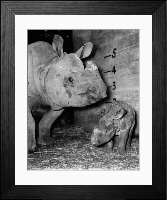 Framed Print : nMohinii the rhinoceros and her baby photographed at Whipsnade Zoo. August 1960 P007371