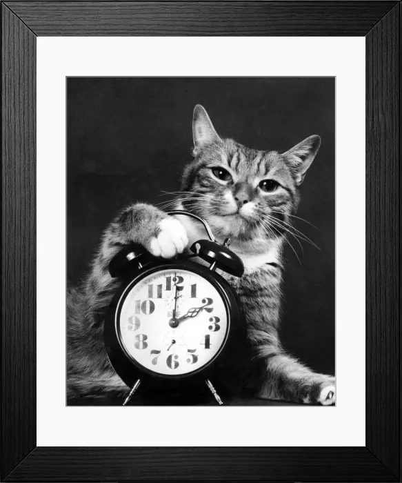 Framed Print : Its Cat Napping Time: When the Clocks go on one hour in the spring everyone loses an Framed Print : Its Cat Napping Time: When the Clocks go on one hour in the spring everyone loses an