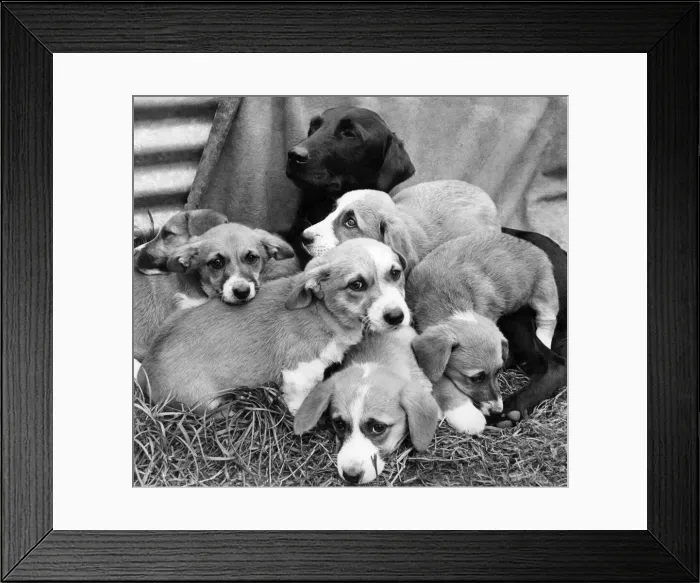 Framed Print : Mongrel foster-mum nJudyi seen here with her pedigree Basset hound pups Framed Print : Mongrel foster-mum nJudyi seen here with her pedigree Basset hound pups