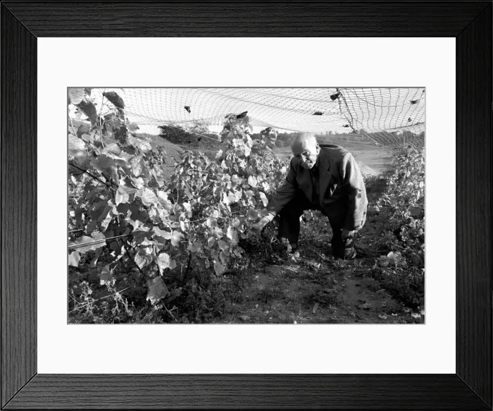 Framed Print : General Sir Guy Salisbury Jones has been producing wine from his own vineyards Framed Print : General Sir Guy Salisbury Jones has been producing wine from his own vineyards