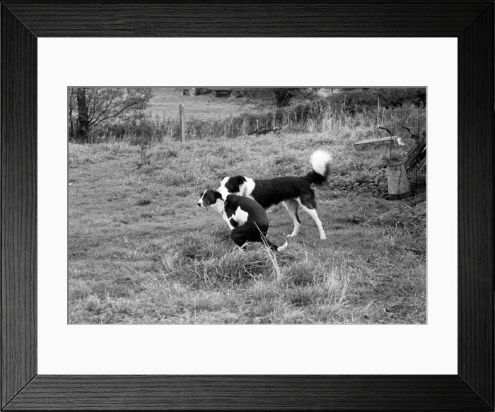 Framed Print : Animals: Humour: Unusual. A marriage was arranged and consummated at Little Leigh Framed Print : Animals: Humour: Unusual. A marriage was arranged and consummated at Little Leigh