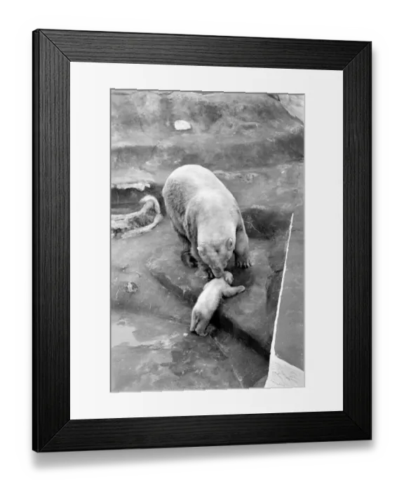 Framed Print : Bristol Zoo: Polar Bear and Cub: The baby Polar Bear at Bristol Zoo