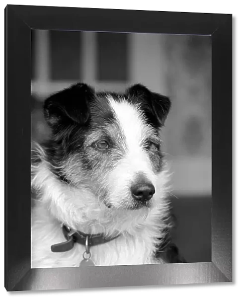 Collie  /  Dog  /  Animal  /  Cute. Alexander the Great. March 1975 75-01356-011