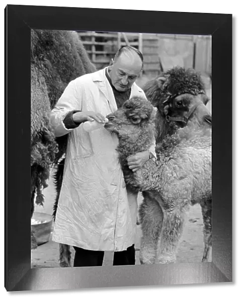 3 week old camel and keeper Alec Long. March 1975 75-01675-001