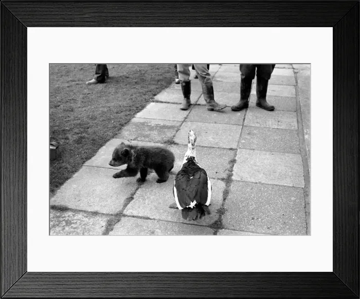 Framed Print : Twin Brown Bears. Little bear is chased by a large bird. March 1975 75-01620-009 Framed Print : Twin Brown Bears. Little bear is chased by a large bird. March 1975 75-01620-009