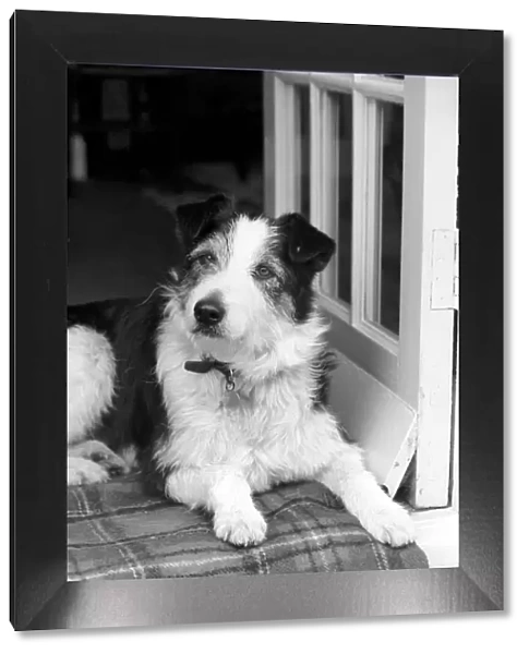 Collie  /  Dog  /  Animal  /  Cute. Alexander the Great. March 1975 75-01356-008
