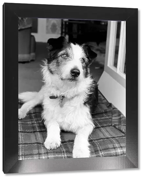 Collie  /  Dog  /  Animal  /  Cute. Alexander the Great. March 1975 75-01356-005