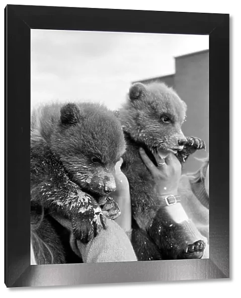 Twin Brown Bears. March 1975 75-01620-005
