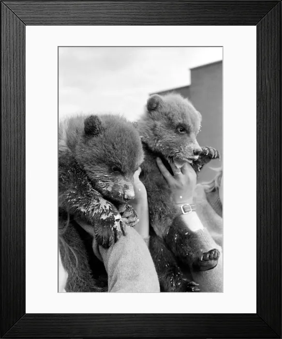 Framed Print : Twin Brown Bears. March 1975 75-01620-005 Framed Print : Twin Brown Bears. March 1975 75-01620-005