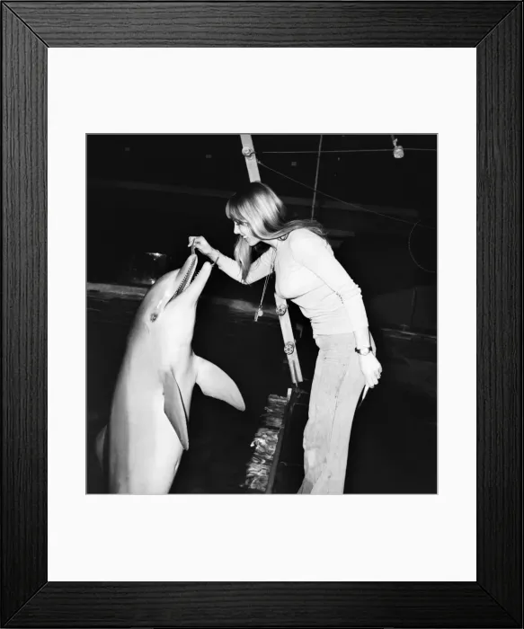 Framed Print : BrightonIs Dolphinarium: Baby the youngest dolphin at BrightonIs Dolphinarium was Framed Print : BrightonIs Dolphinarium: Baby the youngest dolphin at BrightonIs Dolphinarium was