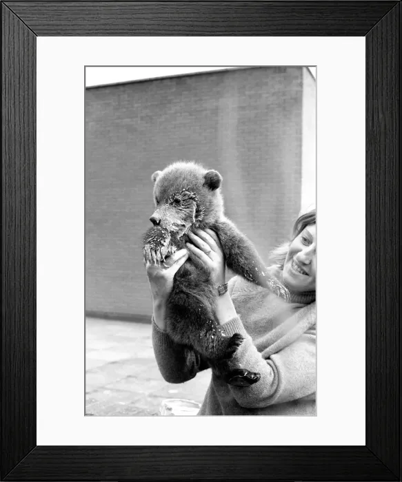 Framed Print : Twin Brown Bears. March 1975 75-01620-007 Framed Print : Twin Brown Bears. March 1975 75-01620-007