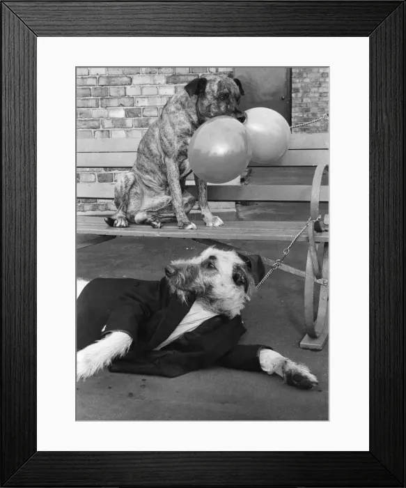 Framed Print : Two of the finalists in the Daft Dogs contest. Holding two balloons is Brandy