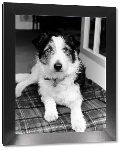 Collie  /  Dog  /  Animal  /  Cute. Alexander the Great. March 1975 75-01356-006