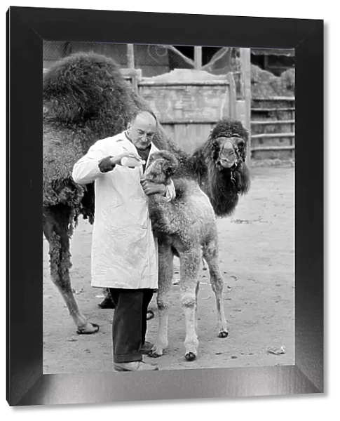 3 week old camel and keeper Alec Long. March 1975 75-01675-004