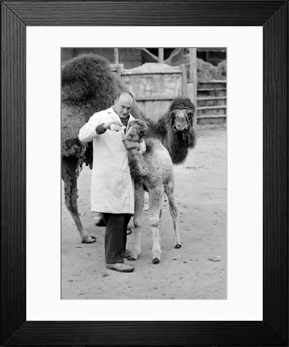 Framed Print : 3 week old camel and keeper Alec Long. March 1975 75-01675-004 Framed Print : 3 week old camel and keeper Alec Long. March 1975 75-01675-004