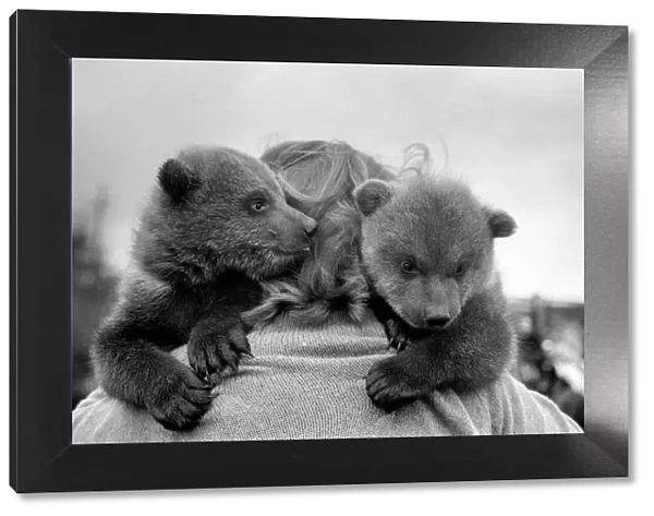 Twin Brown Bears. March 1975 75-01620-003