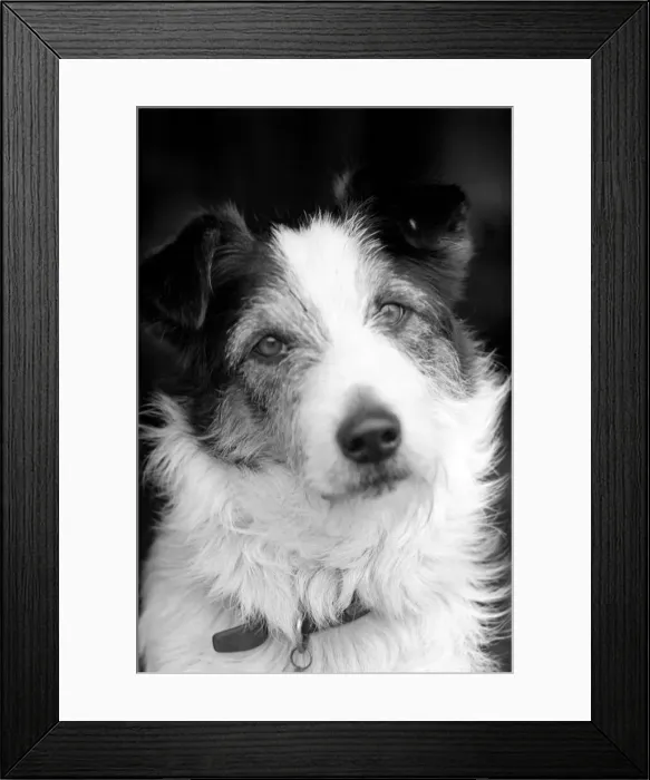 Framed Print : Collie  /  Dog  /  Animal  /  Cute. Alexander the Great. March 1975 75-01356