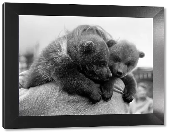 Twin Brown Bears. March 1975 75-01620-001