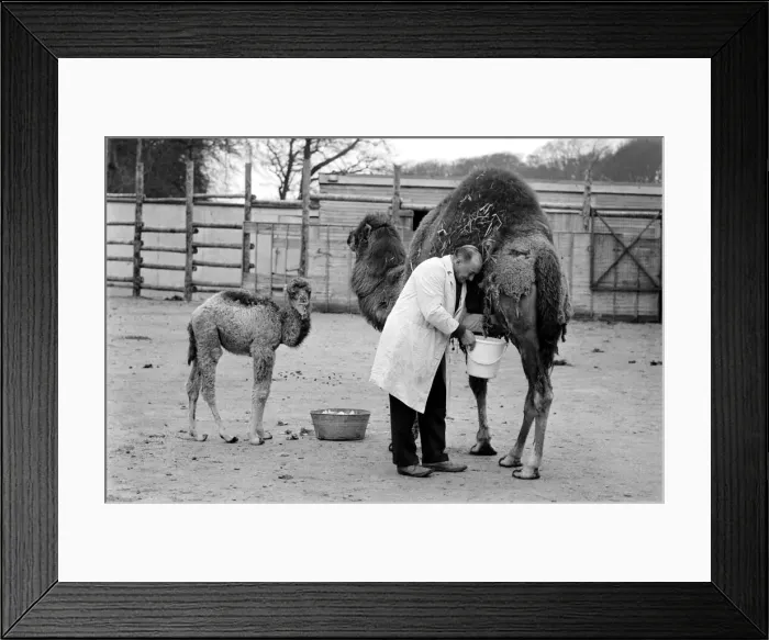 Framed Print : 3 week old camel and keeper Alec Long. March 1975 75-01675-007