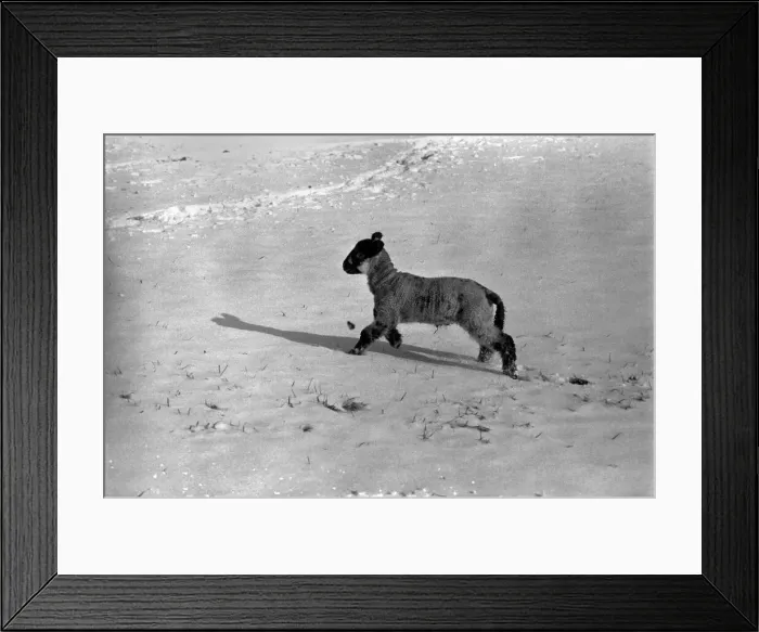 Framed Print : lambs on a Kent farm seen here playing in the snow, following the heavy overnight fall Framed Print : lambs on a Kent farm seen here playing in the snow, following the heavy overnight fall