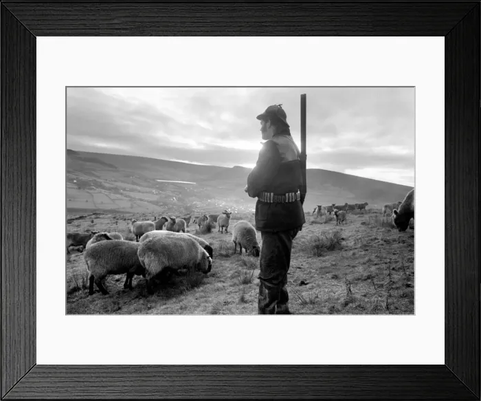 Framed Print : Royal / Mystery / Dog: Sheep farm. They sigh, for they know what it means Framed Print : Royal / Mystery / Dog: Sheep farm. They sigh, for they know what it means